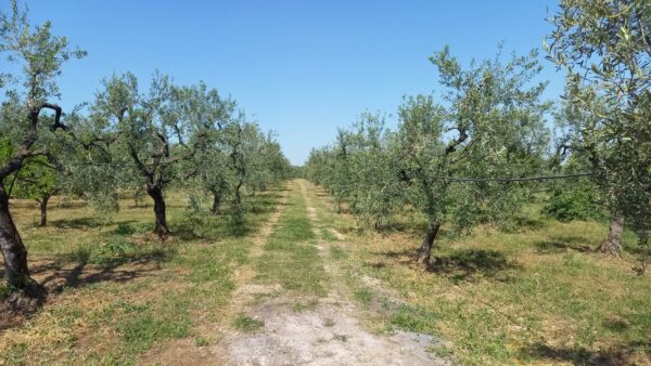 Villino in zona Viale Regio Bosco Comunale - immagine 11