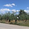 Terreno agricolo in zona Via Gravina - immagine 3