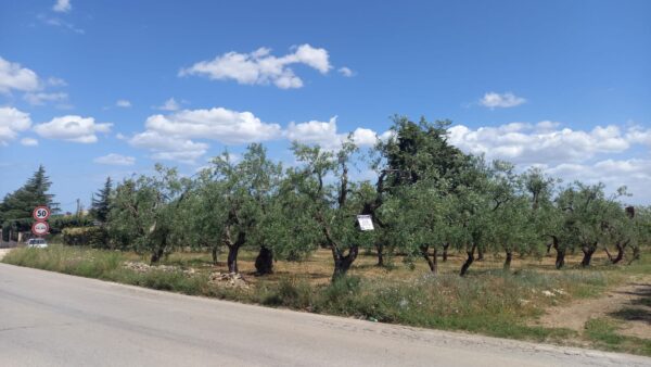 Terreno agricolo in zona Via Gravina - immagine 3