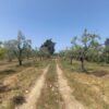 Terreno agricolo in zona Via Gravina - immagine 5