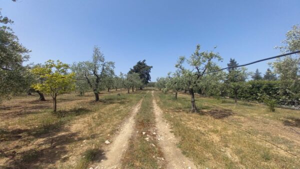 Terreno agricolo in zona Via Gravina - immagine 5