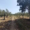 Terreno agricolo in zona Via Gravina - immagine 4