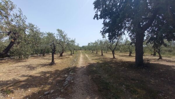 Terreno agricolo in zona Via Gravina - immagine 4