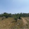 Terreno agricolo in zona Via Gravina - immagine 6