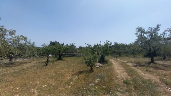 Terreno agricolo in zona Via Gravina - immagine 6