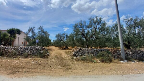 Terreno agricolo in zona Via Vecchia Molfetta