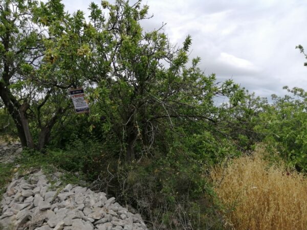 Terreno agricolo in zona Via San Vittore - immagine 3