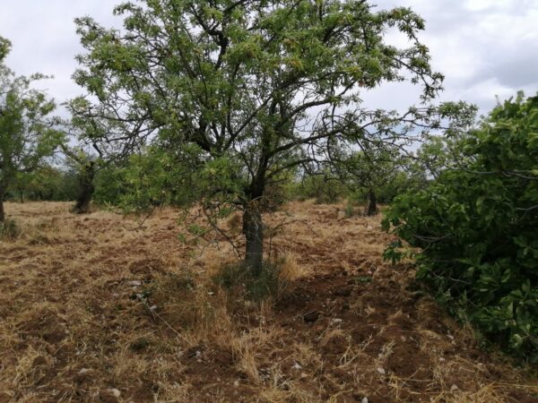 Terreno agricolo in zona Via San Vittore - immagine 2