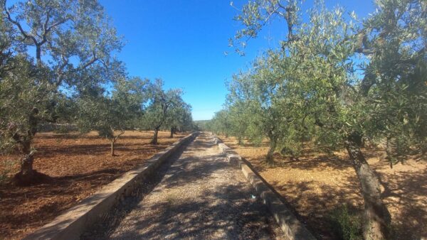 Terreno agricolo in Contrada San Vittore - immagine 2