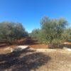 Terreno agricolo in Contrada San Vittore - immagine 4