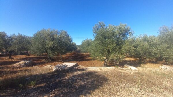 Terreno agricolo in Contrada San Vittore - immagine 4