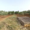 Terreno agricolo in Contrada Bosco Comunale - immagine 2