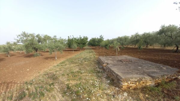 Terreno agricolo in Contrada Bosco Comunale - immagine 2