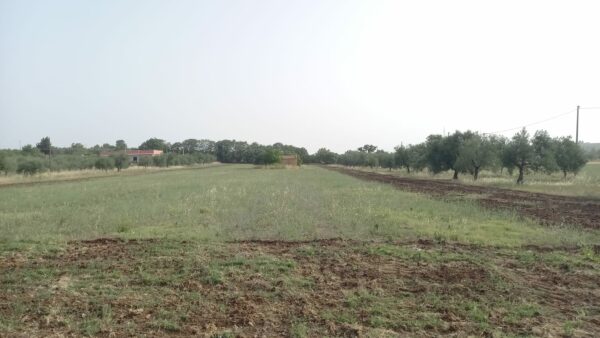Terreno agricolo in zona Contrada San Giuseppe - immagine 2