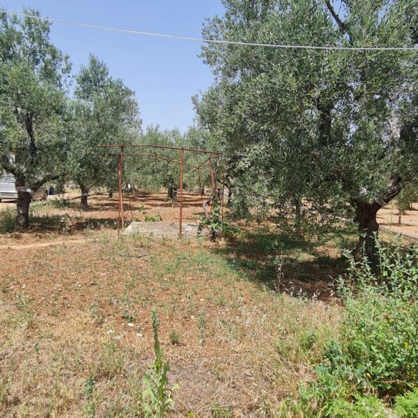 Villino in zona Via Vecchia Molfetta - immagine 12