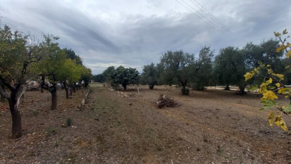 Terreno agricolo in zona Via Trani - immagine 2