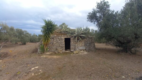 Terreno agricolo in zona Via Trani