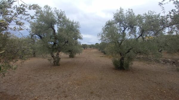 Terreno agricolo in zona Via Trani - immagine 3