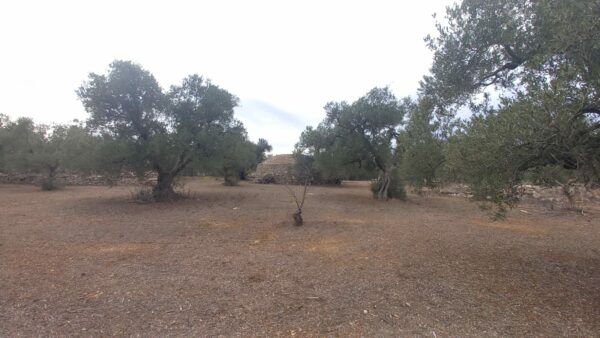 Terreno agricolo in zona Via Trani - immagine 4
