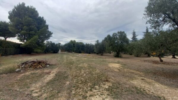 Terreno agricolo in zona Via Trani - immagine 5