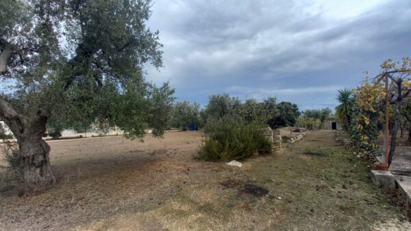 Terreno agricolo in zona Via Trani - immagine 6