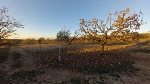 Terreno agricolo in zona Contrada Murgetta - immagine 2