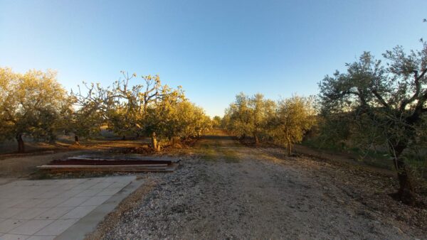 Terreno agricolo in zona Contrada Murgetta - immagine 3