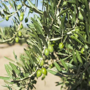 Terreno agricolo in zona Torre Palomba