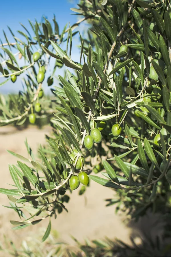 Terreno agricolo in zona Torre Palomba