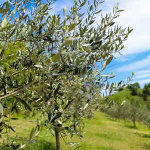 Terreno agricolo in zona Via Vecchia Molfetta