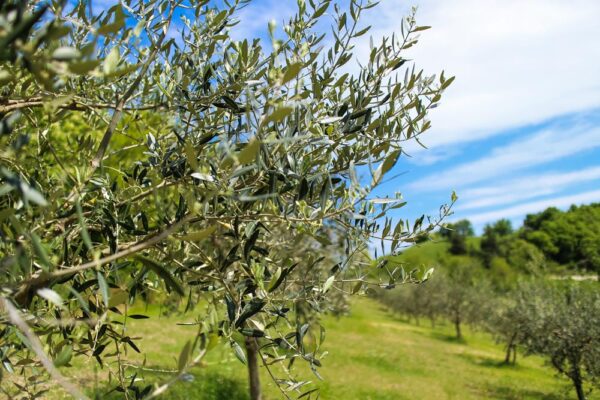Terreno agricolo in zona Via Vecchia Molfetta