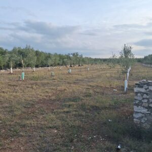 Terreno agricolo con proggetto in zona Via Vecchia Molfetta