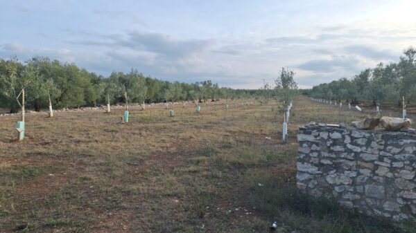Terreno agricolo con proggetto in zona Via Vecchia Molfetta