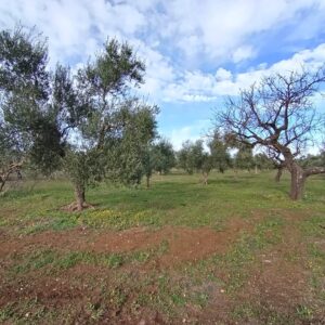 Terreno agricolo a Ruvo di Puglia