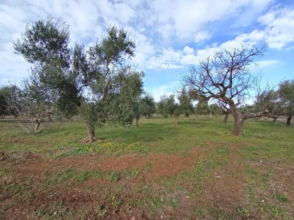 Terreno agricolo a Ruvo di Puglia