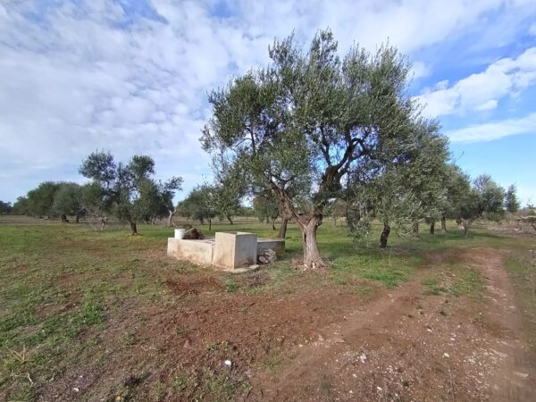 Terreno agricolo a Ruvo di Puglia - immagine 2