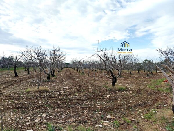 Villa in Ruvo di Puglia - immagine 8