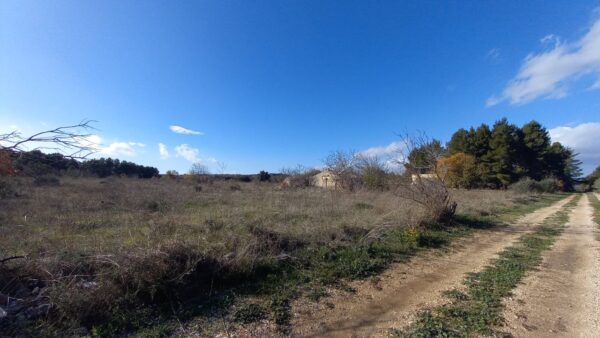 Terreno agricolo in Contrada San Giuseppe - immagine 3