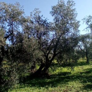 Terreno agricolo in zona Strada Terlizzi - Giovinazzo SP107