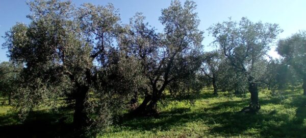 Terreno agricolo in zona Strada Terlizzi - Giovinazzo SP107