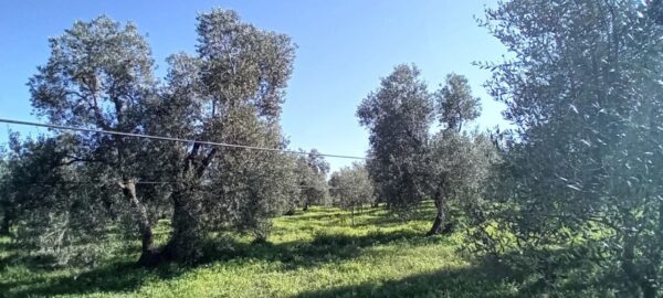 Terreno agricolo in zona Strada Terlizzi - Giovinazzo SP107 - immagine 2