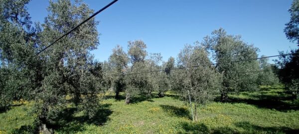 Terreno agricolo in zona Strada Terlizzi - Giovinazzo SP107 - immagine 3