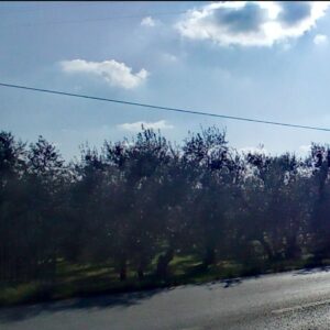 Terreno agricono in zona Via Terlizzi