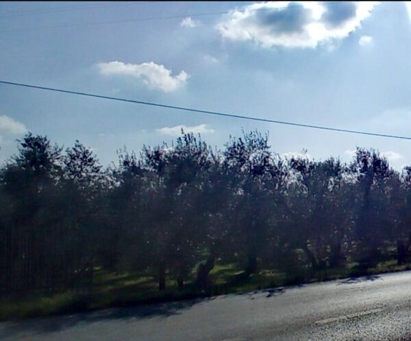 Terreno agricono in zona Via Terlizzi