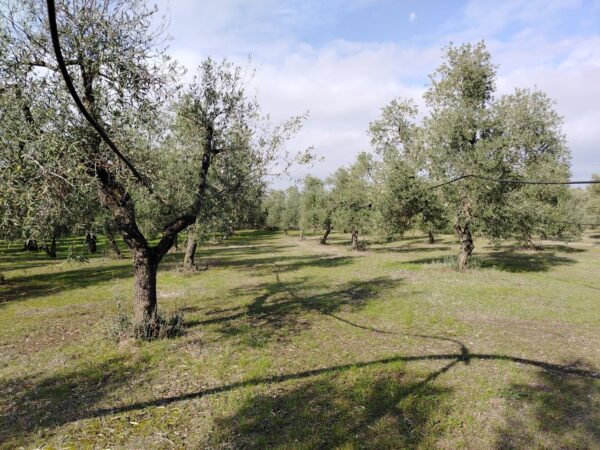 Villa su II livelli in zona Via Bracco - immagine 30
