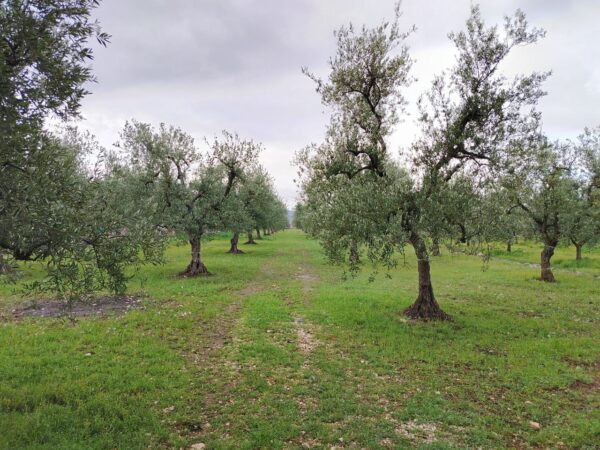 Villino in zona Contrada Difesa - immagine 8