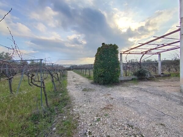 Terreno agricolo in zona Contrada Capitolo - immagine 2
