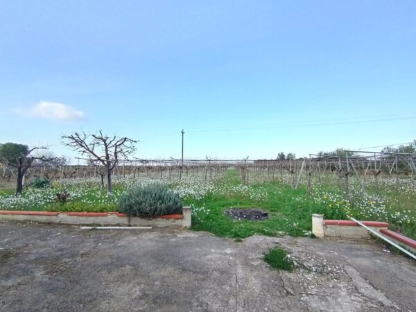 Terreno agricolo in zona Contrada Capitolo - immagine 3