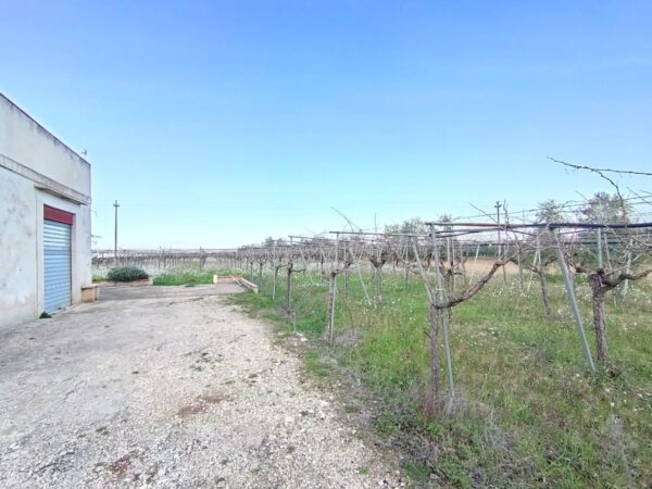 Terreno agricolo in zona Contrada Capitolo - immagine 5
