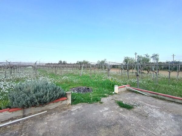 Terreno agricolo in zona Contrada Capitolo - immagine 4